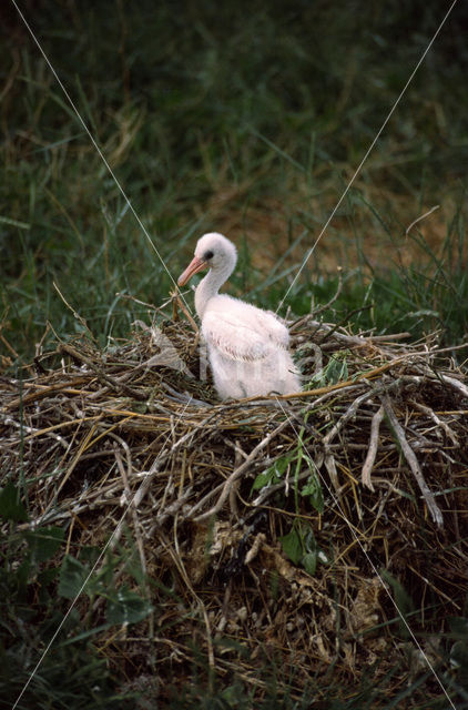 Lepelaar (Platalea leucorodia)