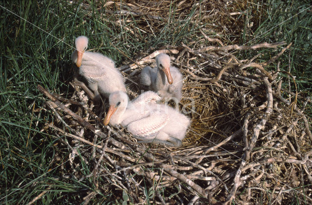 Eurasian Spoonbill (Platalea leucorodia)