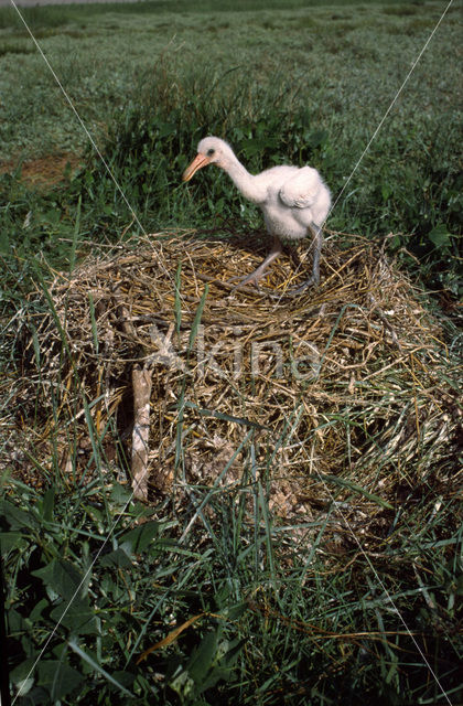 Lepelaar (Platalea leucorodia)