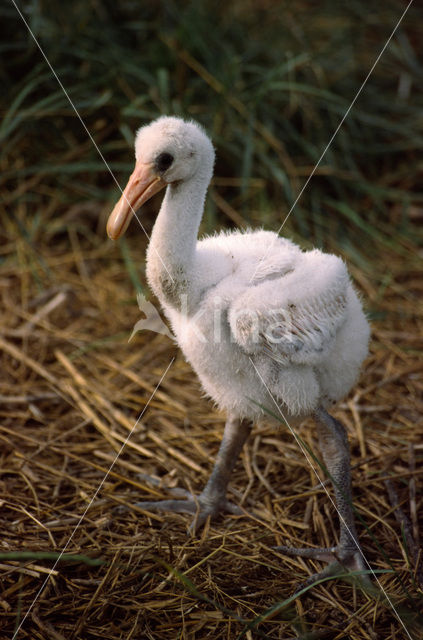 Eurasian Spoonbill (Platalea leucorodia)