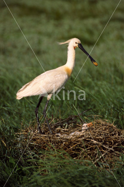 Eurasian Spoonbill (Platalea leucorodia)