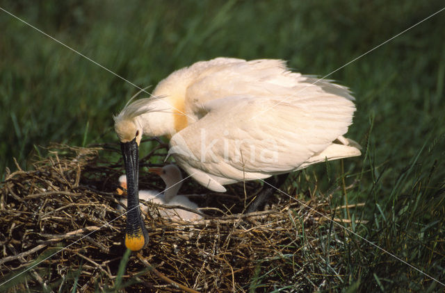 Eurasian Spoonbill (Platalea leucorodia)