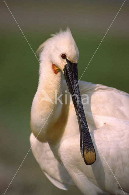 Eurasian Spoonbill (Platalea leucorodia)