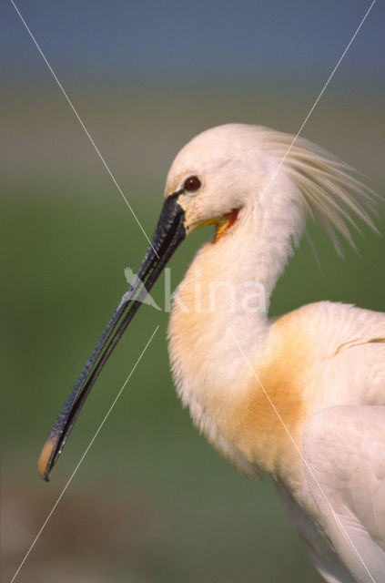 Lepelaar (Platalea leucorodia)