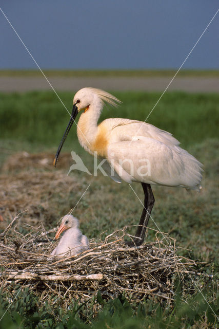 Lepelaar (Platalea leucorodia)