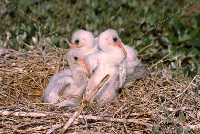 Eurasian Spoonbill (Platalea leucorodia)