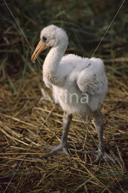 Eurasian Spoonbill (Platalea leucorodia)