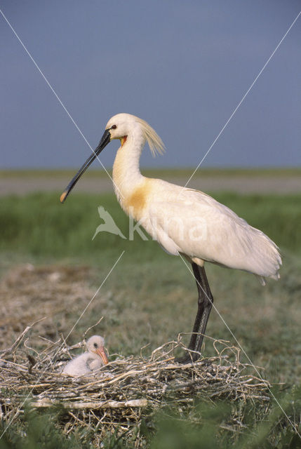 Eurasian Spoonbill (Platalea leucorodia)