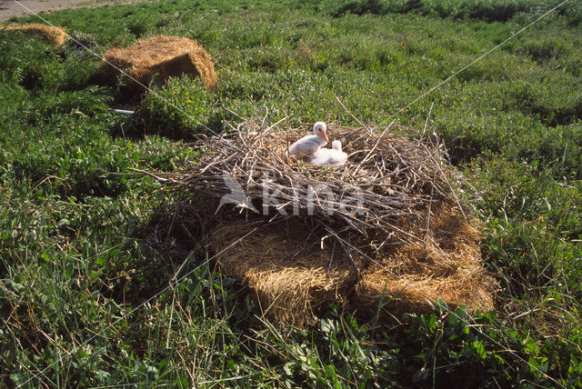 Lepelaar (Platalea leucorodia)