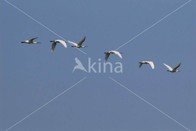 Lepelaar (Platalea leucorodia)