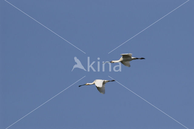 Lepelaar (Platalea leucorodia)