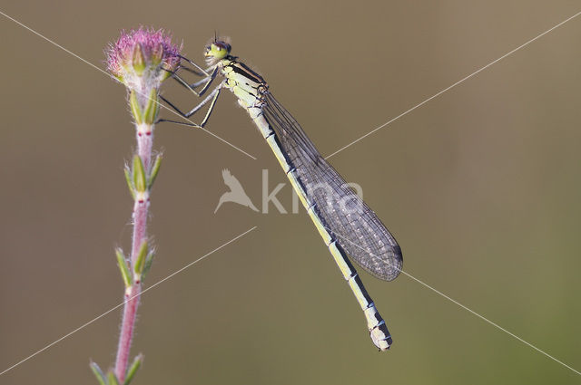 Maanwaterjuffer (Coenagrion lunulatum)