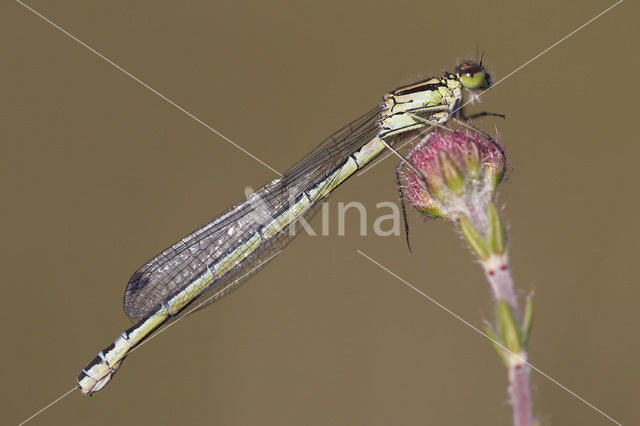 Maanwaterjuffer (Coenagrion lunulatum)