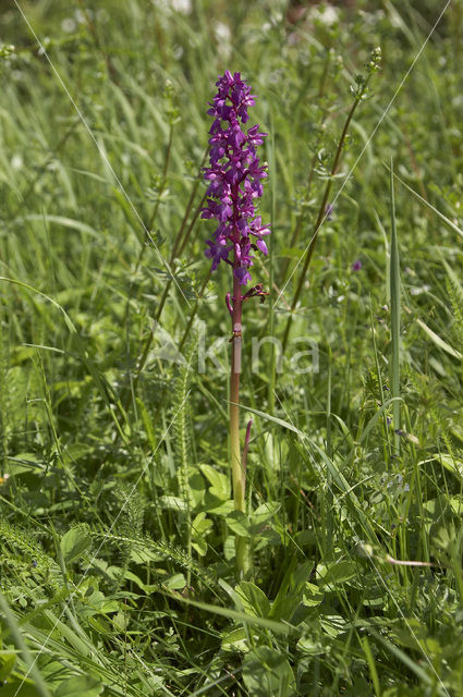 Mannetjesorchis (Orchis mascula)