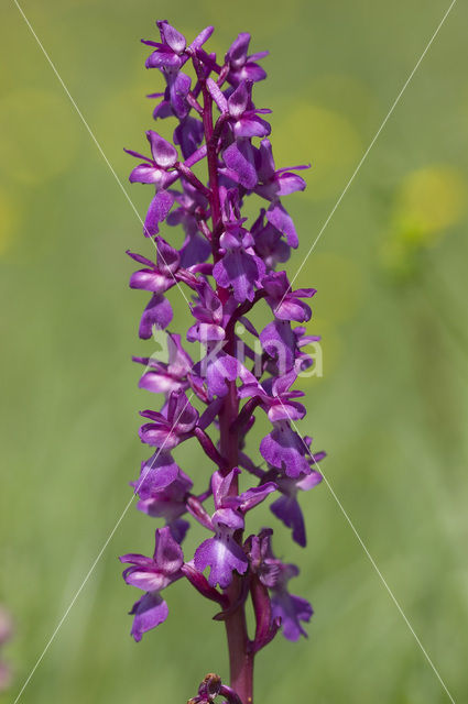 Mannetjesorchis (Orchis mascula)