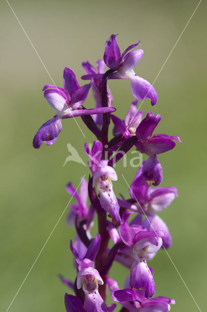 Mannetjesorchis (Orchis mascula)