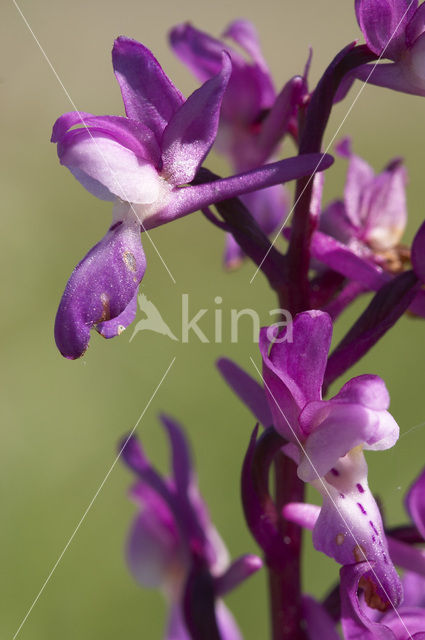 Mannetjesorchis (Orchis mascula)