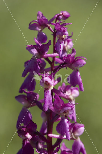 Mannetjesorchis (Orchis mascula)