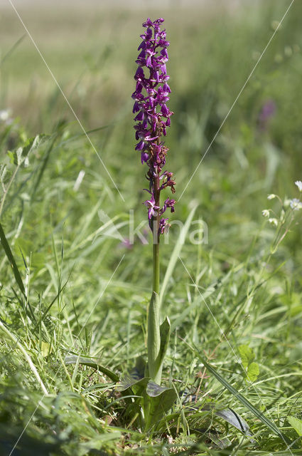 Mannetjesorchis (Orchis mascula)