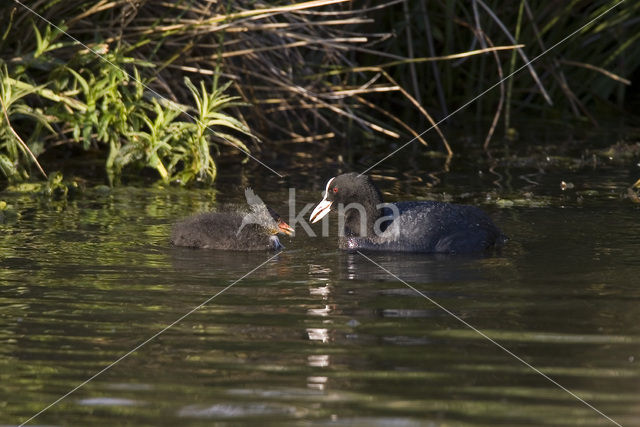 Meerkoet (Fulica atra)