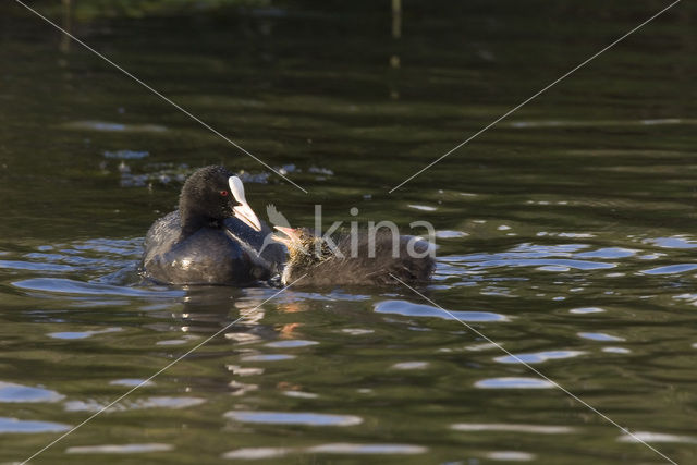 Meerkoet (Fulica atra)