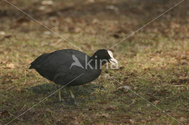 Meerkoet (Fulica atra)