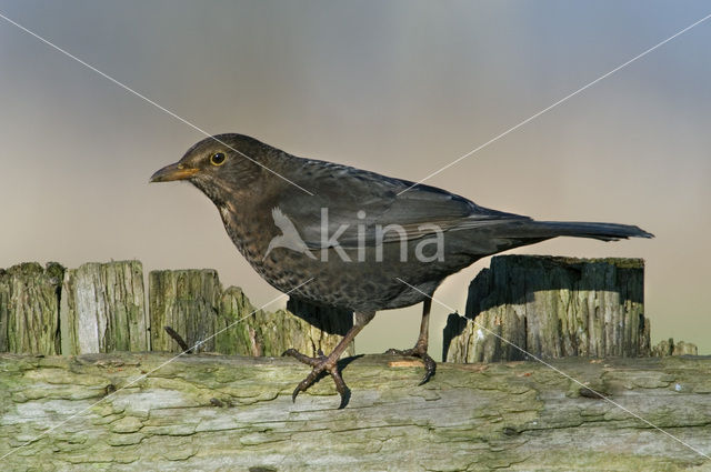 Merel (Turdus merula)