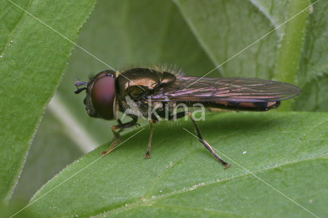 Micaplatvoetje (Platycheirus albimanus)