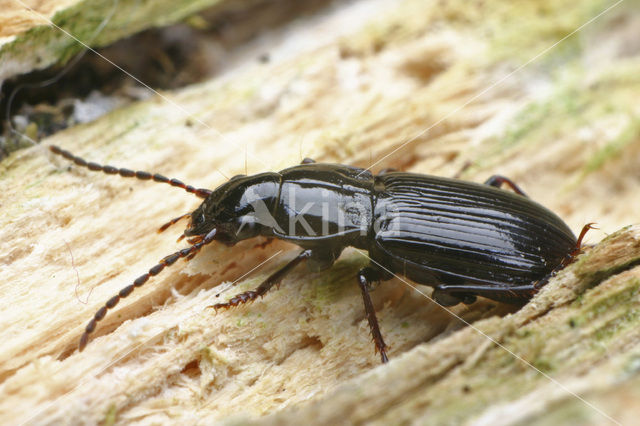 Moeraszwartschild (Pterostichus minor)