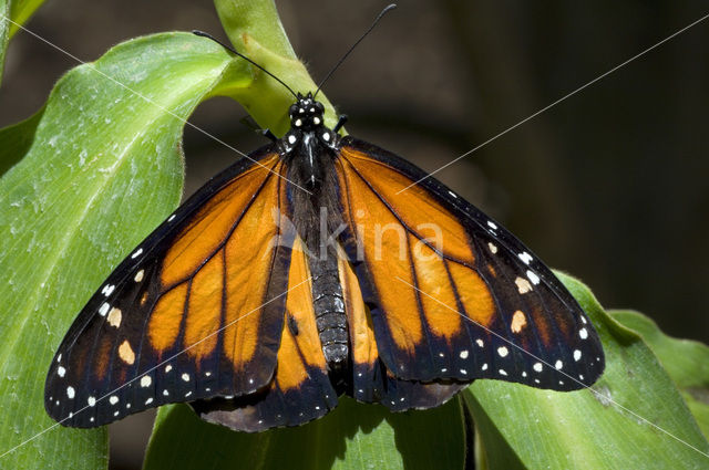 Monarchvlinder (Danaus plexippus)