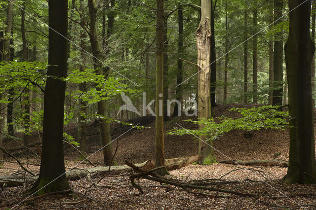 Nationaal Park Dwingelderveld