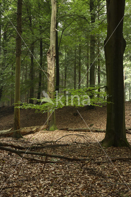 Nationaal Park Dwingelderveld