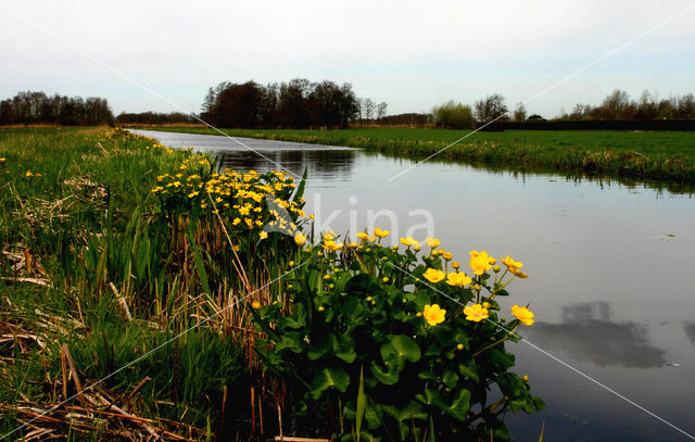 Nieuwkoopse Plassen