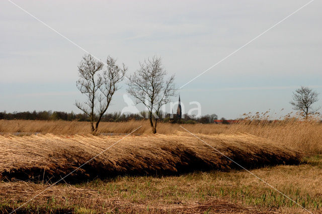 Nieuwkoopse Plassen