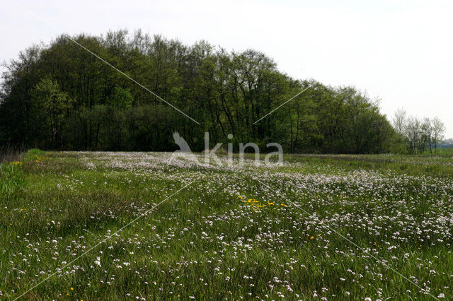 Nieuwkoopse Plassen