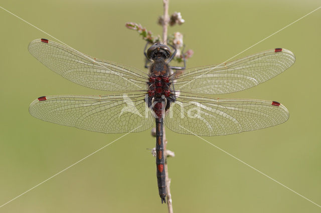 Noordse witsnuitlibel (Leucorrhinia rubicunda)