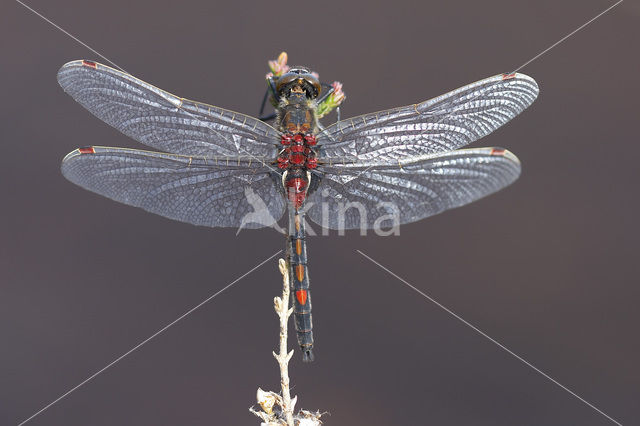 Noordse witsnuitlibel (Leucorrhinia rubicunda)