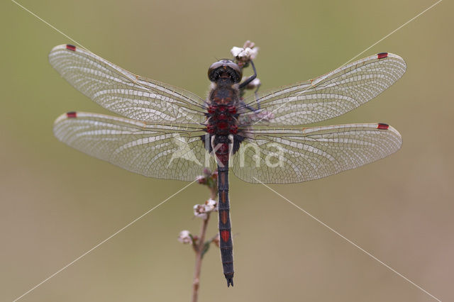 Noordse witsnuitlibel (Leucorrhinia rubicunda)