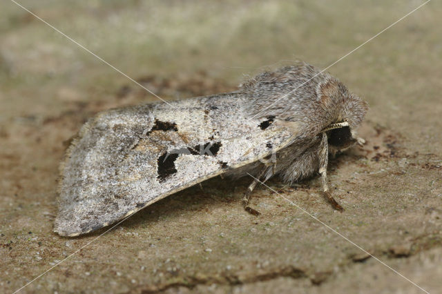 Nunvlinder (Orthosia gothica)