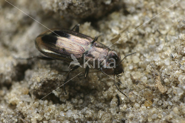 Oeverspiegeltje (Notiophilus substriatus)