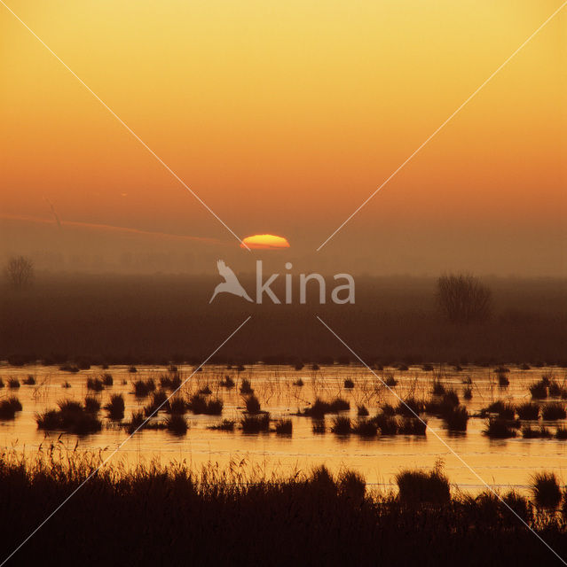 Oostvaardersplassen