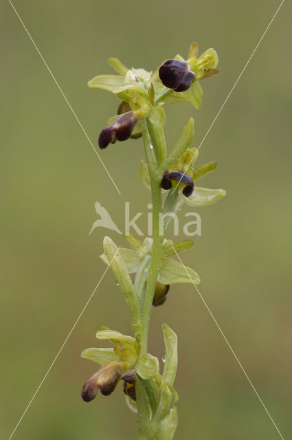 Ophrys fusca subsp. minima