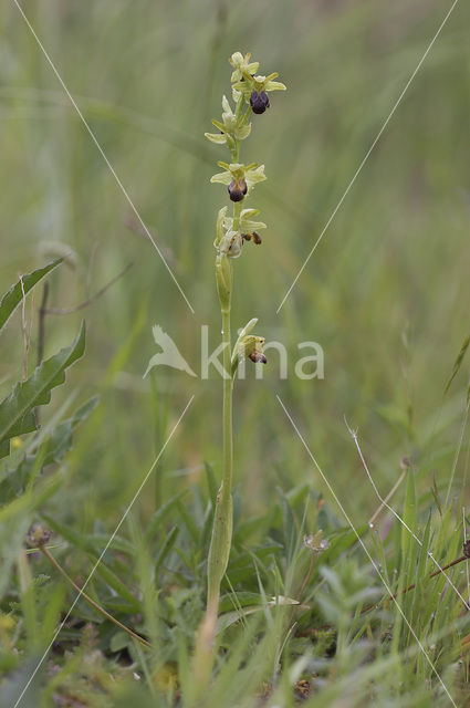 Ophrys fusca subsp. minima