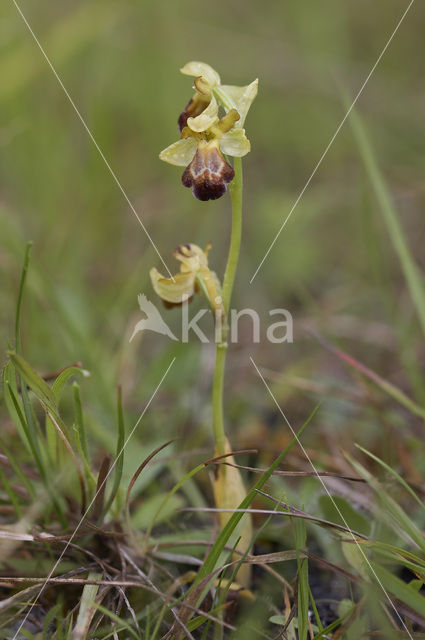 Ophrys fusca subsp. vasconica