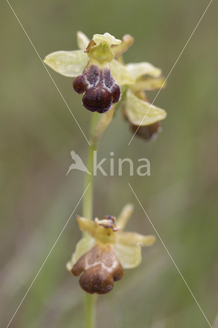 Ophrys fusca subsp. vasconica