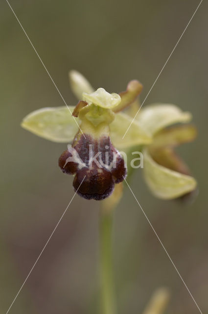 Ophrys fusca subsp. vasconica