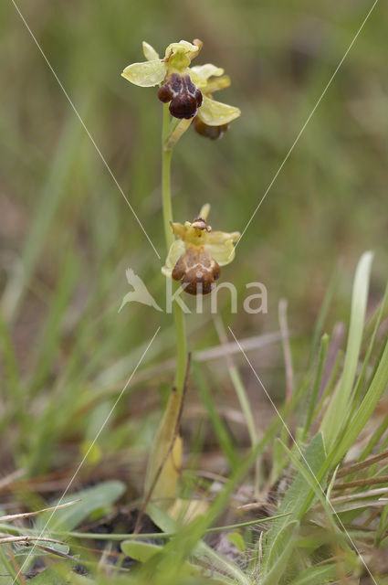 Ophrys fusca subsp. vasconica