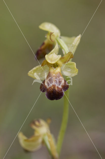 Ophrys fusca subsp. vasconica