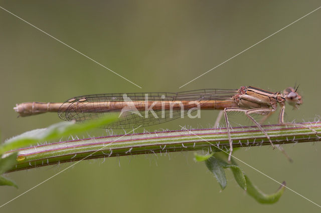 Oranje breedscheenjuffer (Platycnemis acutipennis )