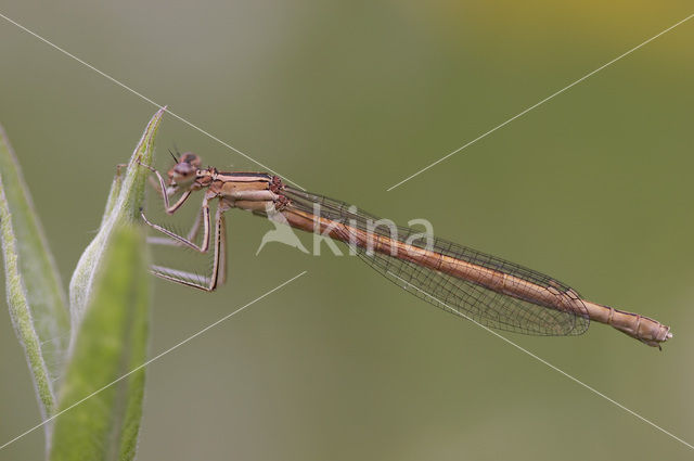 Oranje breedscheenjuffer (Platycnemis acutipennis )